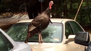 turkeys
