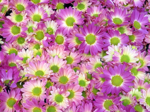 Friday “Flower Power” Video (Girls, this one’s for y’all)