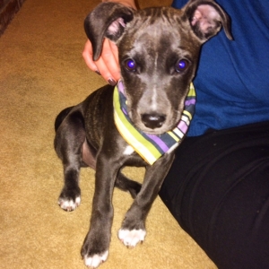 National Puppy Day 2016!