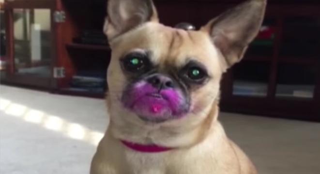 Pink Lipped Dog Busted For Eating Lipstick!  [VIDEO]