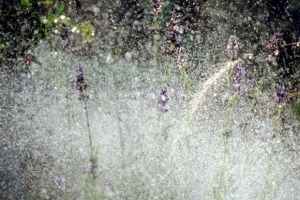 Sprinkler 2