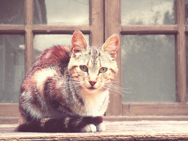 Who Said “Cat People” Were Weird?