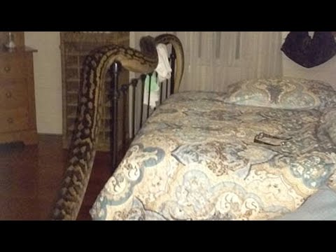 Rise and Sssssshine!  Woman Wakes Up to 17 Foot Python in Bedroom!