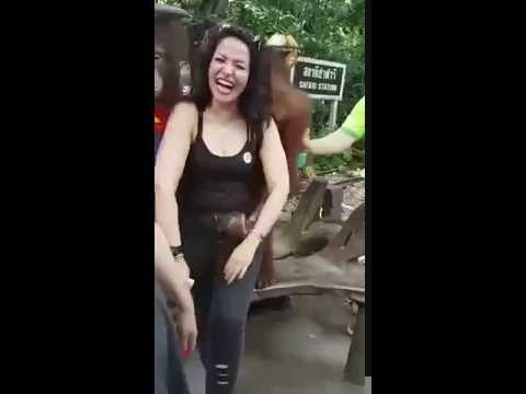 Orangutan Coming On a Little Too Strong! [video]