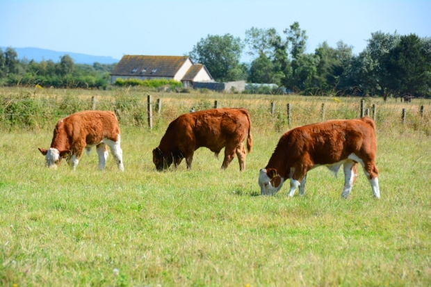 Painting “Eyes” on Cow’s Butts? Why?