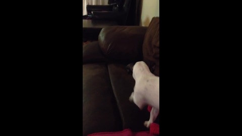 WATCH: Puppy Has Fun With A Toy Mouse